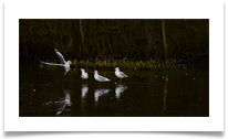 Birds on Ice - June Bannister